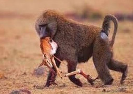 Clip: Khỉ đầu chó xé xác linh dương con