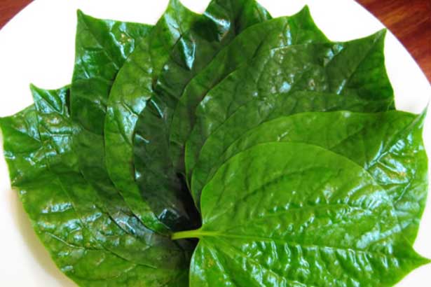 Trị dứt điểm sâu răng, viêm xoang, ngừa sổ mũi chỉ sau 1 đêm với loại lá vô cùng quen thuộc