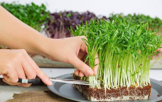 Ăn rau mầm thường xuyên có tốt không?