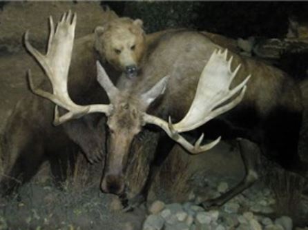 Clip: Nai sừng tấm tử chiến trước gấu xám