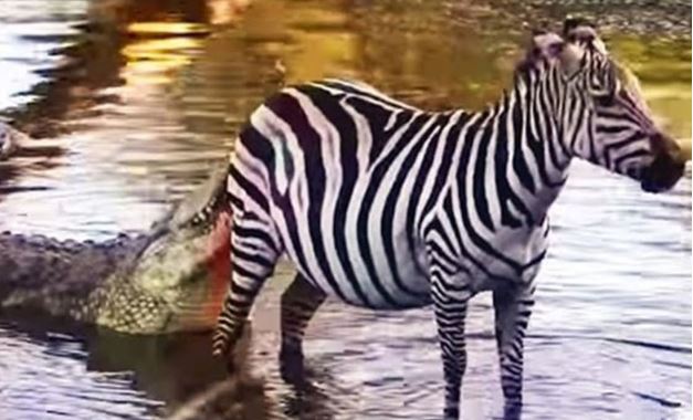 Clip: Ngựa vằn thoát chết thần kỳ trước hàm cá sấu
