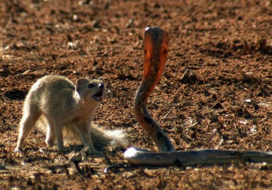 Clip: Rắn hổ mang mổ chết "sát thủ" sóc đất và cầy mangut