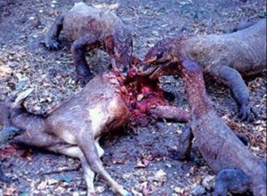 Clip: Rồng Komodo săn giết linh dương