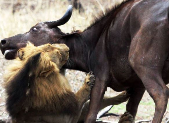 Clip: Sư tử “giày vò” trâu rừng tới chết