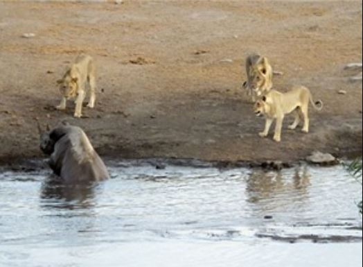 Clip: Sư tử săn giết tê giác đang mang thai