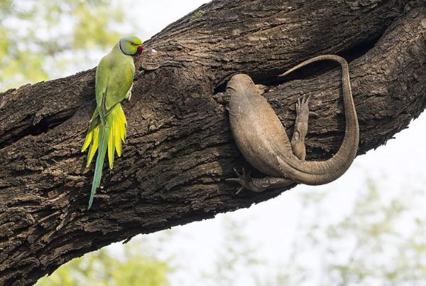 Thằn lằn nhận cái kết cực "đắng" khi cả gan tấn công vẹt con