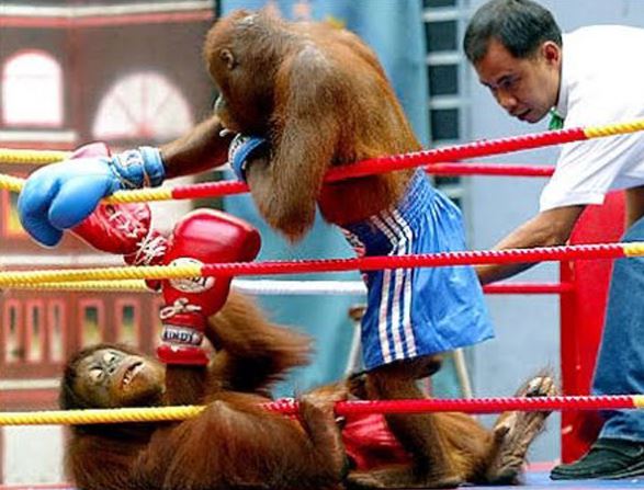 Clip: Màn đấu muay Thái siêu hài hước của tinh tinh