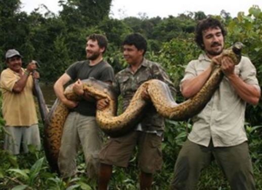 Clip: Màn bắt trăn khồng lồ “rợn người” nhất hành tinh