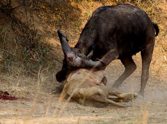 Clip: Trâu rừng giày xéo sư tử tới chết