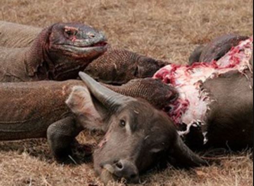 Clip: Rồng Komodo giết trâu chỉ bằng một phát cắn