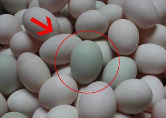Trứng vịt nên chọn “vỏ trắng” hay “vỏ xanh”? Có sự khác biệt rất lớn, nếu biết bạn sẽ không bao giờ chọn sai