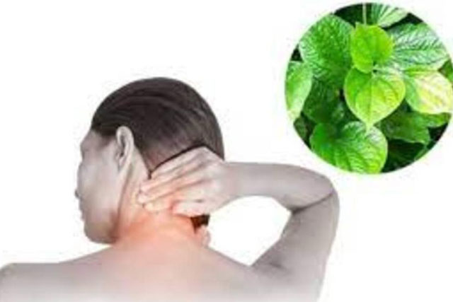 Lấy 1 nắm lá lốt kết hợp với thứ này: Đau cổ vai gáy, đau nhức xương khớp lâu ngày cũng đỡ