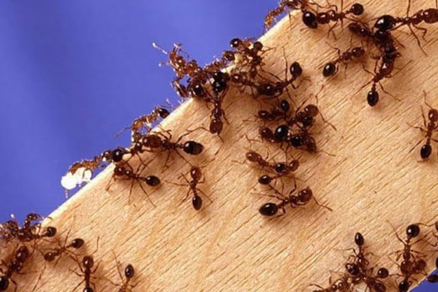 Bật mí 5 cách giúp "đánh bay" lũ kiến khỏi hũ đường nhanh chóng chỉ trong vài bước đơn giản