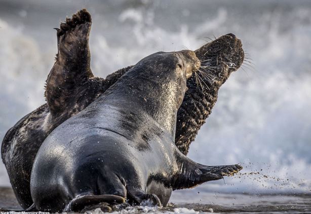 Cận cảnh màn đại chiến bất phân thắng bại của hải cẩu