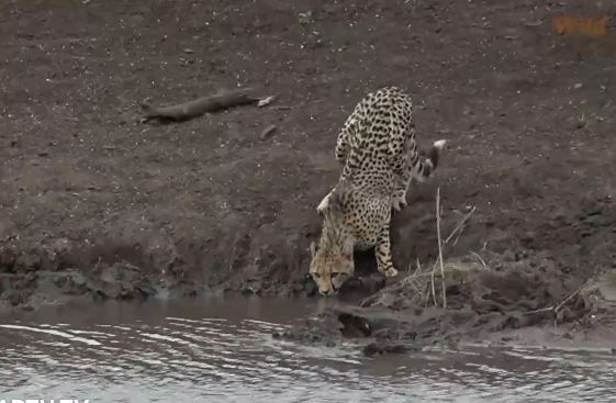 Đang uống nước, báo săn bị cá sấu “khóa cổ” trong chớp mắt