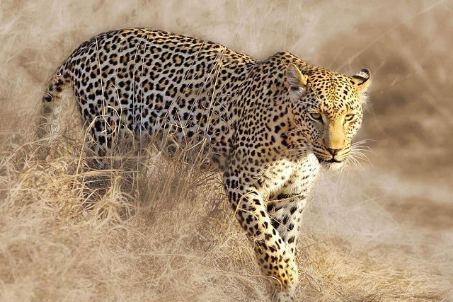 Báo hoa mai bóc vỏ cây để săn cú mèo