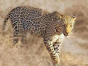 Báo hoa mai bóc vỏ cây để săn cú mèo