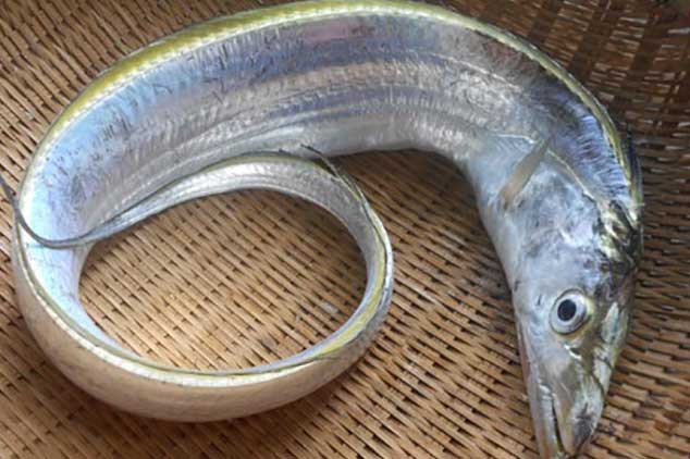 Cá vốn là món ăn bổ dưỡng nhưng không phải lúc nào cũng an toàn: Có 4 loại cá tốt nhất nên tránh xa