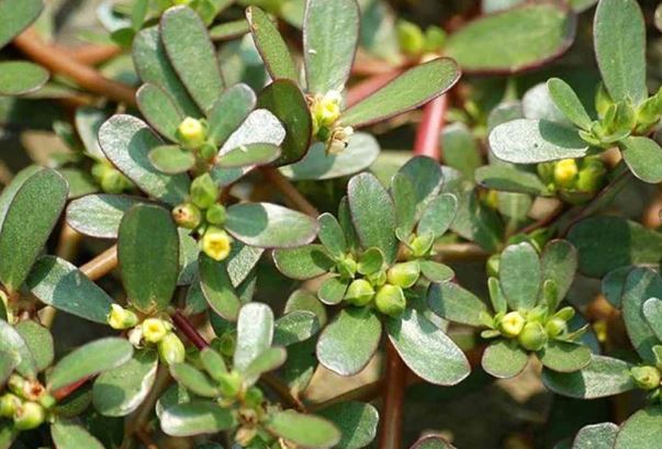 Cây dại từng dành cho lợn ăn lại chứa ‘kháng sinh tự nhiên’, đem làm món ăn ăn cực ngon