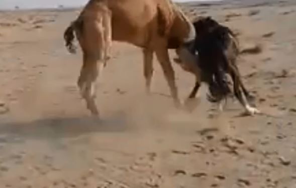 Khiêu khích lạc đà, ngựa vằn nhận cái kết đau đớn vì chiêu 'lấy thịt đè người' của đối thủ