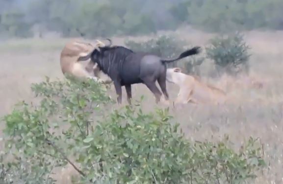 Bị kẻ thù ghì chặt xuống đất, linh dương phản công húc thủng bụng kẻ thù