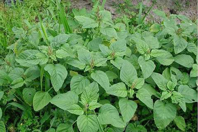 Loại rau không chăm cũng lớn giúp ngừa K, tốt cho máu và tiểu đường mà giá rẻ bèo