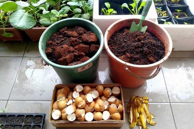 6 lợi ích quý giá từ vỏ trứng gà, số 1 nhiều người không biết