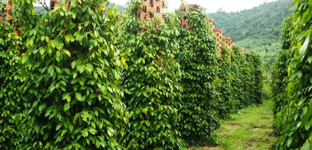 Ngoài sản xuất lúa hữu cơ, Quảng Trị còn sản xuất nhiều sản phẩm nông nghiệp hữu cơ như tiêu, cà phê, ....