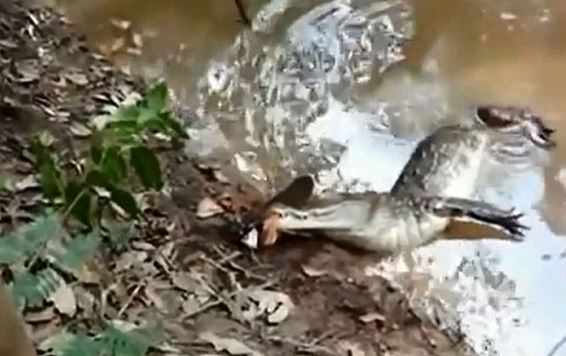 Clip: Cá chình phóng điện giật chết cá sấu