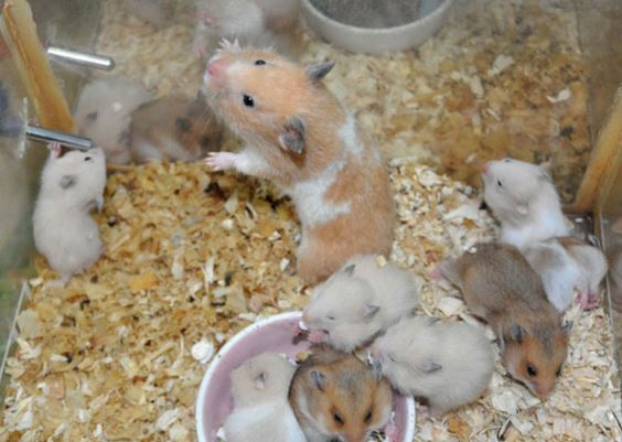 Clip: Cận cảnh quá trình phát triển của chuột hamster