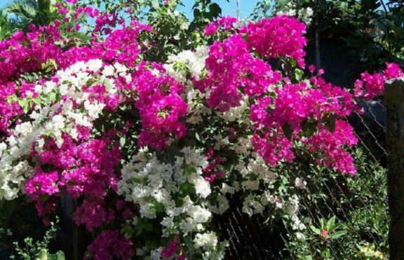 Hoa giấy vàng lá không chịu nở hoa: Hòa thứ gia vị này vào rồi tưới hoa tuôn như suối, rực rỡ quanh năm