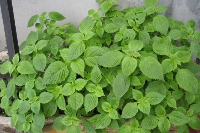 Loại rau thơm "rẻ như bèo" nhưng chữa bệnh cực hiệu quả, ăn theo cách này còn quý hơn cả thuốc bổ