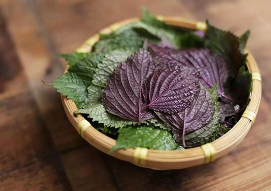 Uống nước lá tía tô có tốt cho sức khỏe?