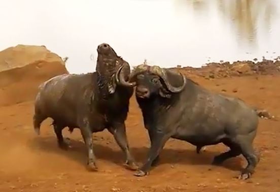 Clip: Màn húc nhau ác liệt của 2 con trâu rừng