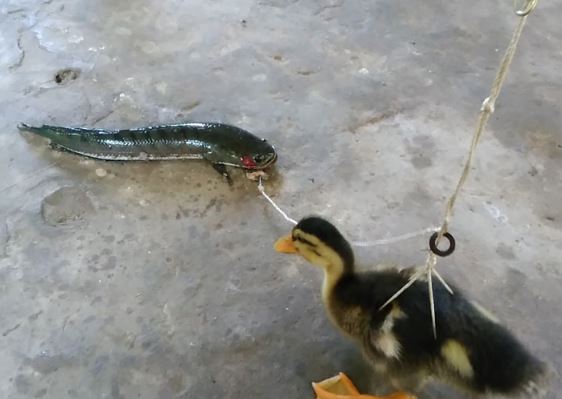 Clip: Cận cảnh màn câu cá lóc bằng... vịt con