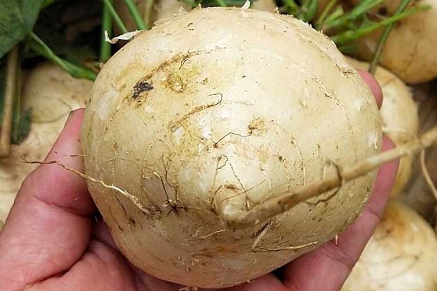 Ăn củ đậu mùa hè, cơ thể thầm cảm ơn bạn vì những lợi ích quý giá này