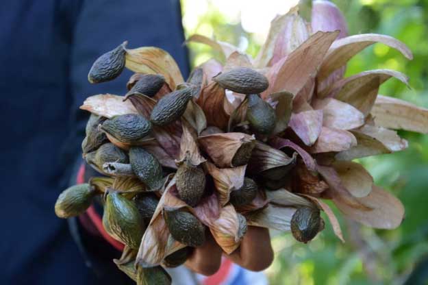 Loại quả trông sần sùi, xấu xí lại là đặc sản 4 năm mới có một lần ở Đồng Nai