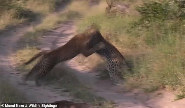 Clip: Mải mê săn mồi, báo hoa mai suýt bị chính đồng loại của mình "làm thịt"