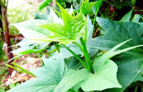 Loại rau người Nhật coi là ‘thuốc trường thọ’, chợ Việt bán rẻ như cho