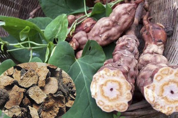 Sự thật về uống nước hà thủ ô làm tóc đen trở lại