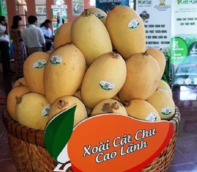 Nâng tầm thương hiệu xoài Đồng Tháp