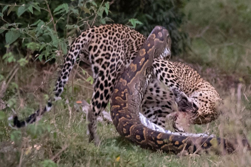 Clip: Trận chiến một mất một còn giữa báo hoa mai và trăn đá khổng lồ, nhưng linh cẩu mới là kẻ được hưởng lợi