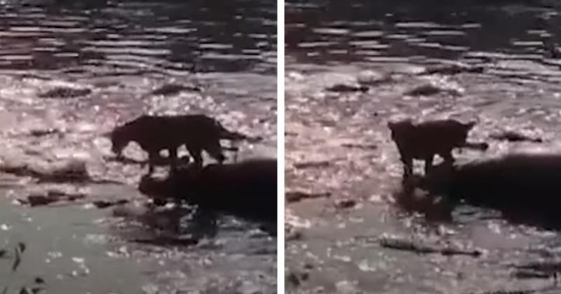 Clip: Bị hơn 40 con cá sấu hung dữ bao vây, sư tử vẫn ung dung tìm ra con đường thoát thân