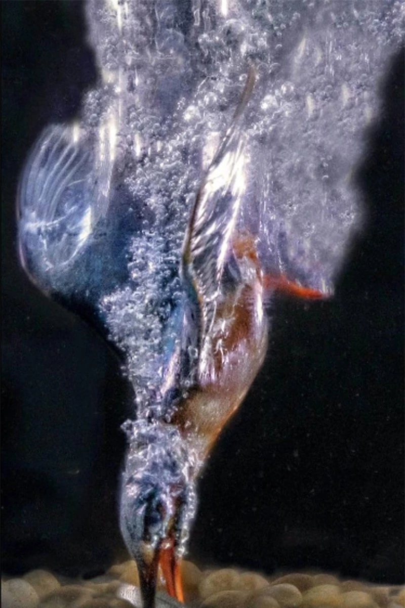Theo nhiếp ảnh gia 28 tuổi, con chim bói cá này đã nhanh chóng lặn xuống nước khi phát hiện con mồi.
