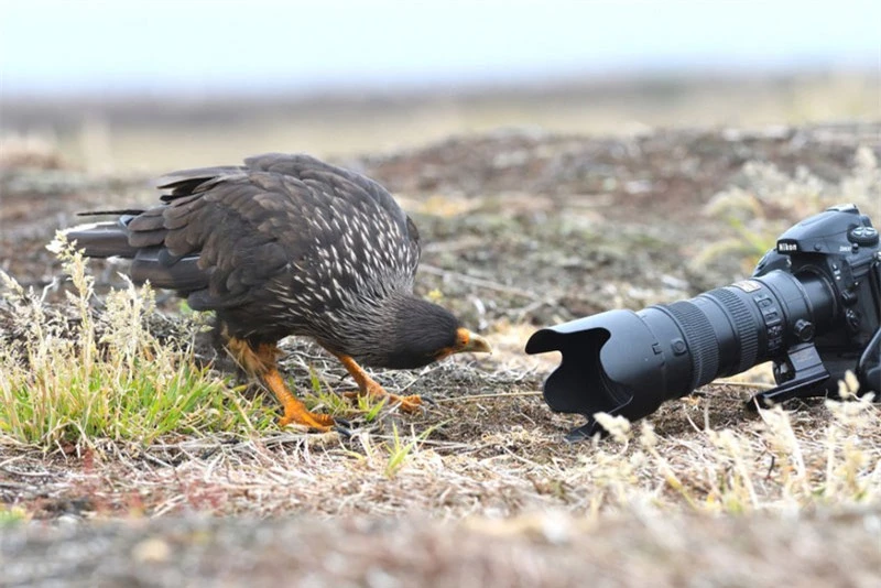 Chiếc máy ảnh này dường như quá nặng nên chú chim Phalcoboenus Australis này không thể đưa đi. Nó lại ngó nghiêng ra vẻ “nghiên cứu”.