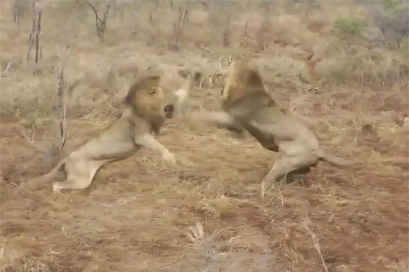 2 con sư tử đực hỗn chiến vì con mồi.
