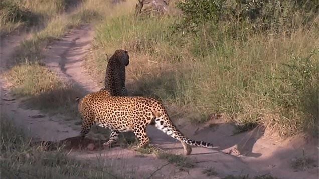 Mải mê săn mồi, báo hoa mai suýt bị chính đồng loại của mình "làm thịt" ảnh 1