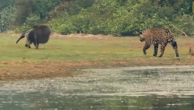 Lạ đời báo đốm cất công rình rập thú ăn kiến rồi bất ngờ bỏ đi