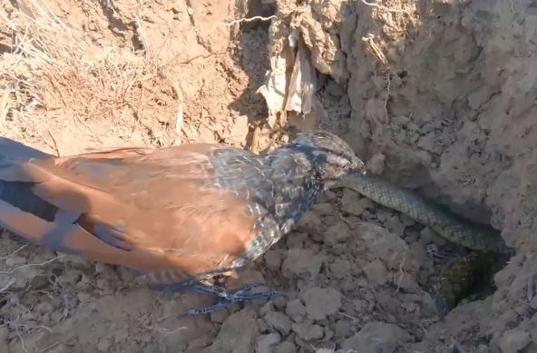 Chim bìm bịp háu chiến mổ vỡ đầu rắn lục, kéo con mồi từ hang lên ăn thịt