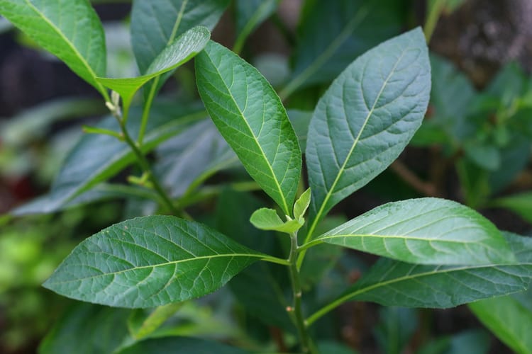 Uống cây mật gấu tốt cho gan?